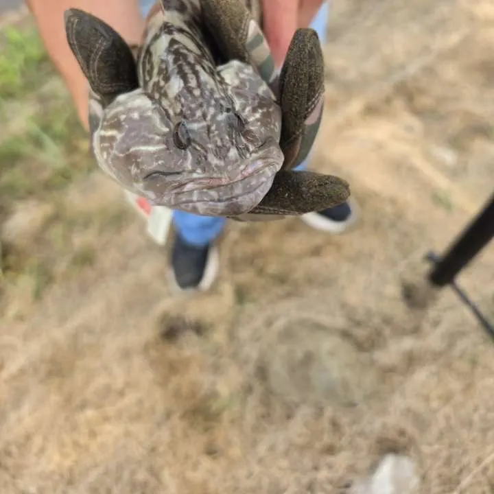Gag grouper caught on Fishbrain