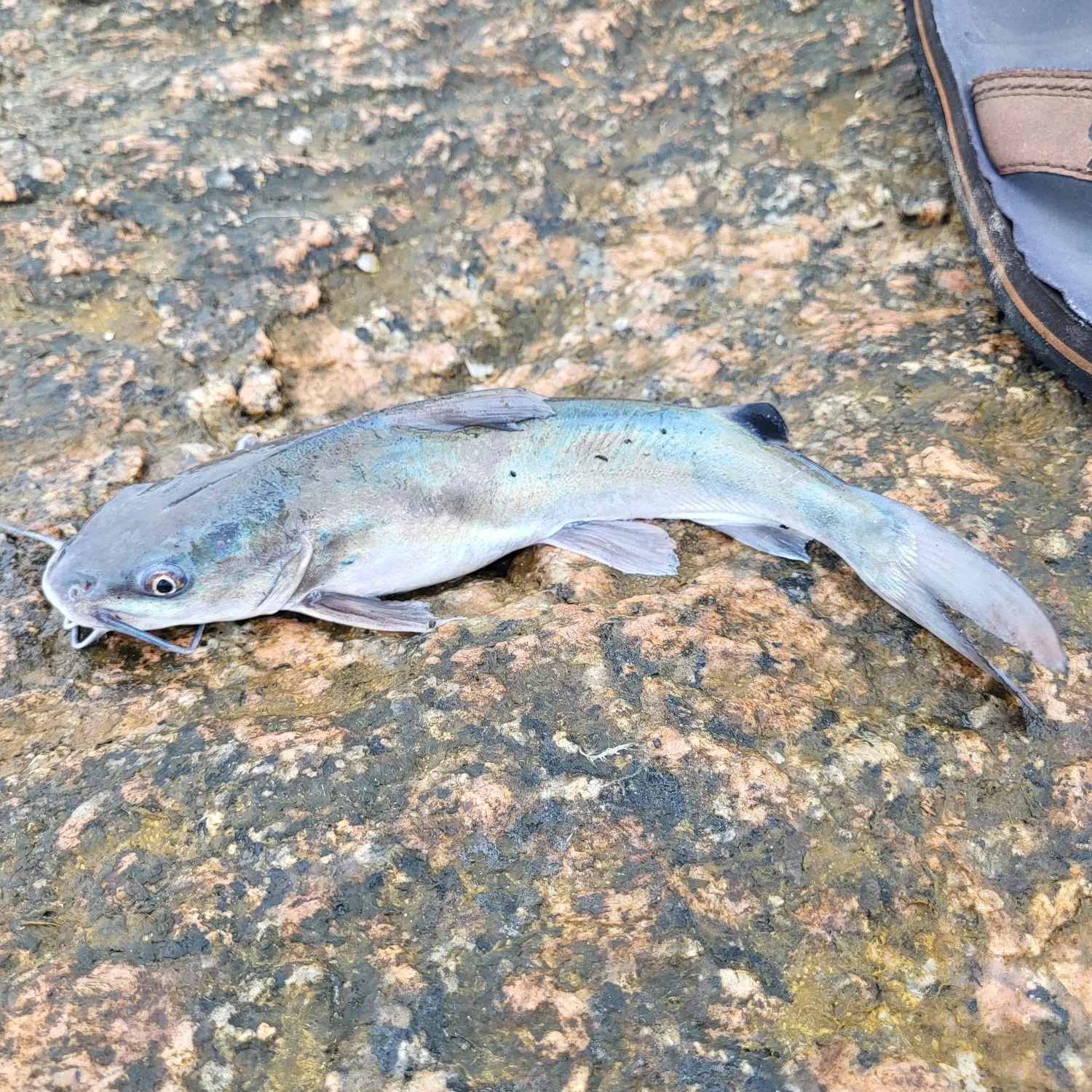 The most recent Hardhead sea catfish catches on Fishbrain