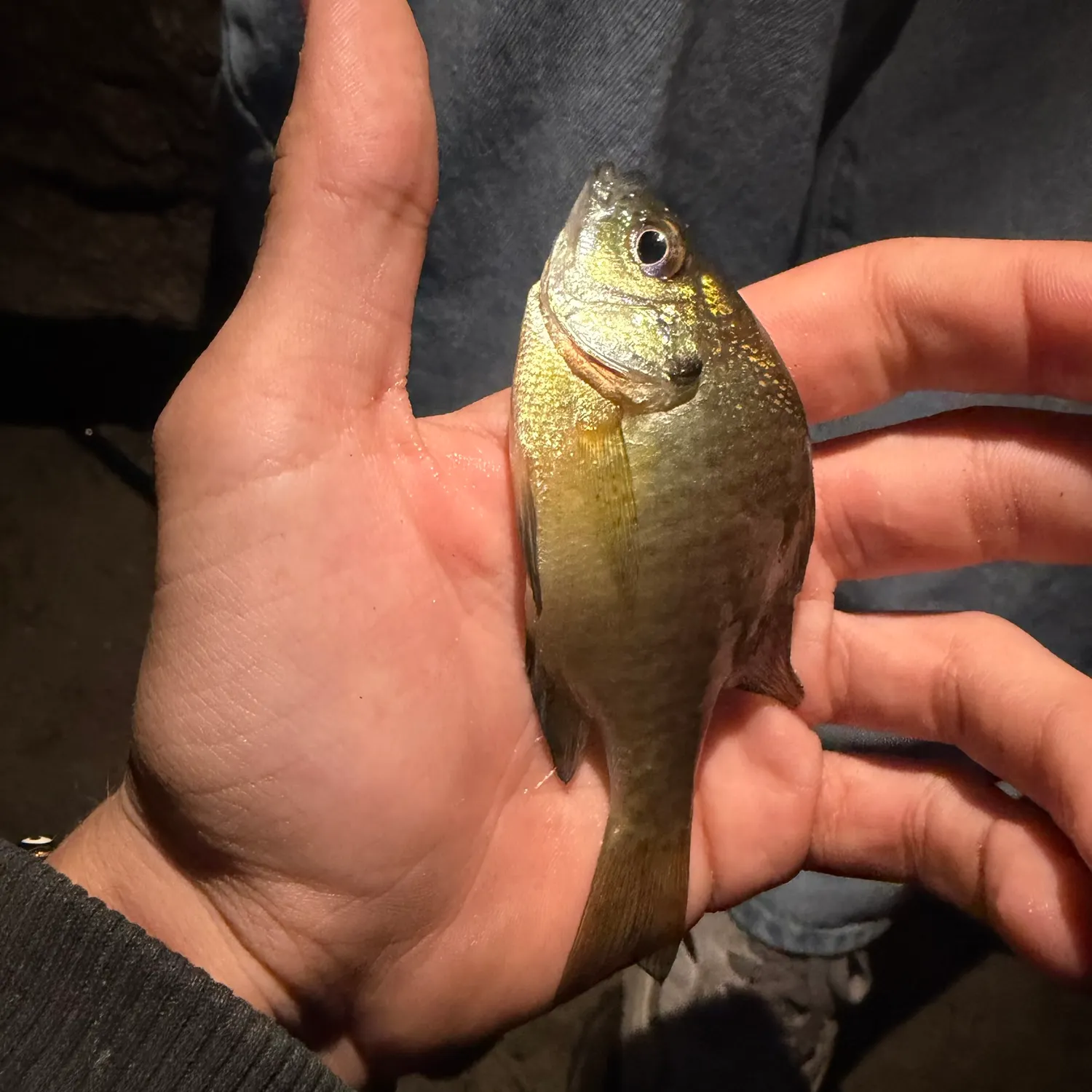 Bluegill caught on Fishbrain