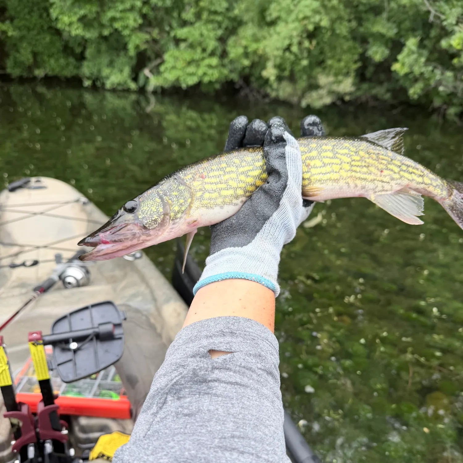 Chain pickerel caught on Fishbrain