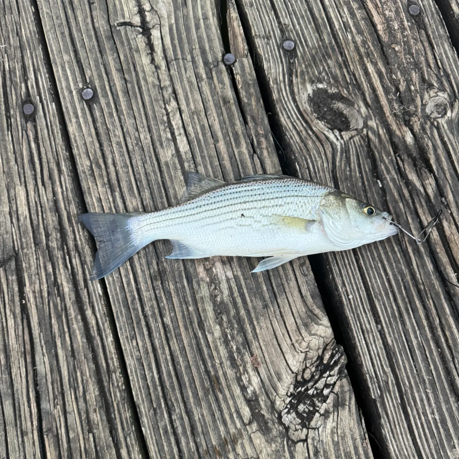 Fish caught on Fishbrain