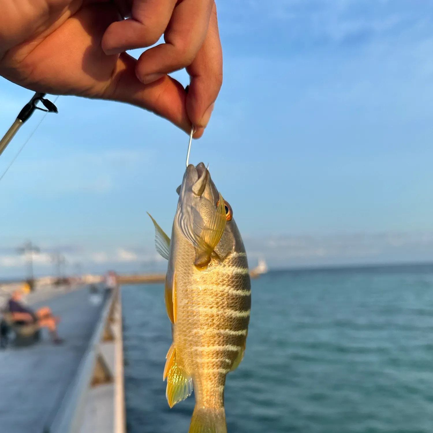 The most recent Schoolmaster snapper catches on Fishbrain
