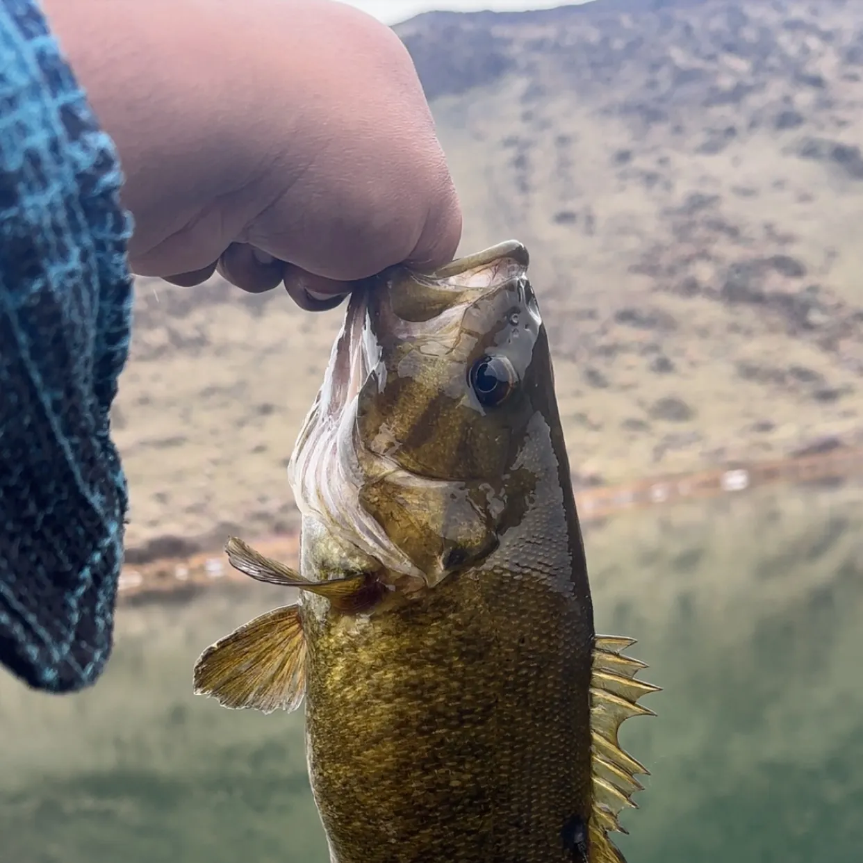 The most recent Smallmouth bass catches on Fishbrain