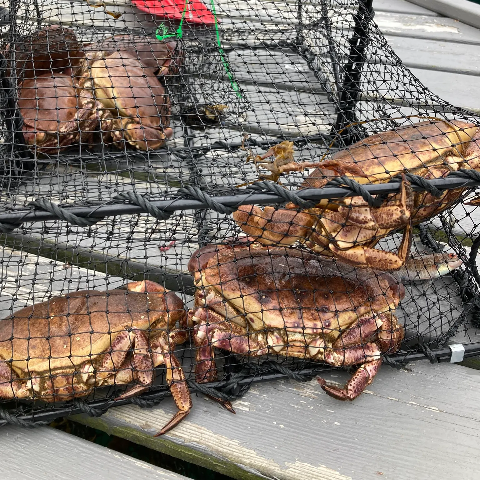 The most recent Jonah crab catches on Fishbrain