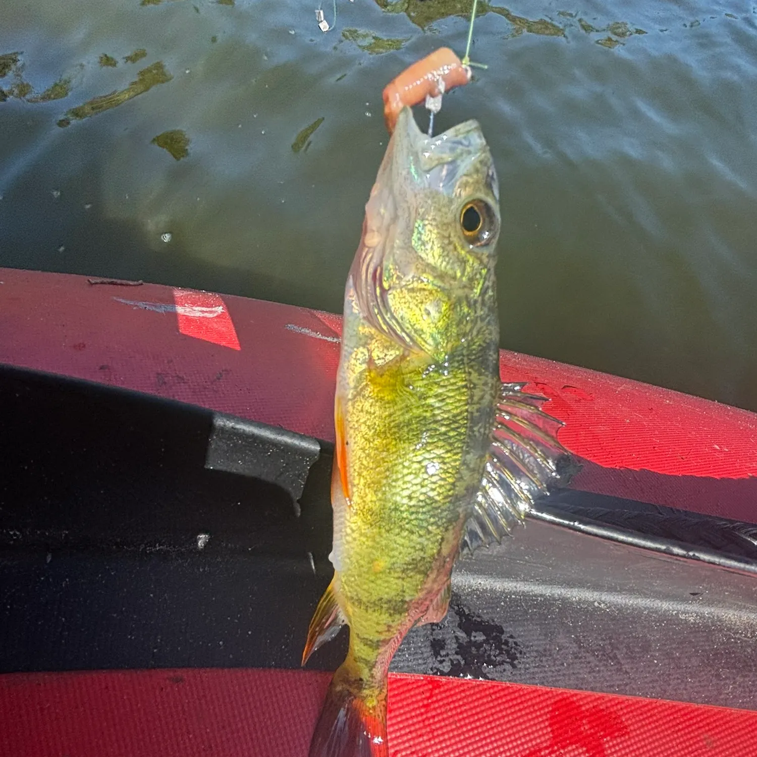 Yellow perch caught on Fishbrain