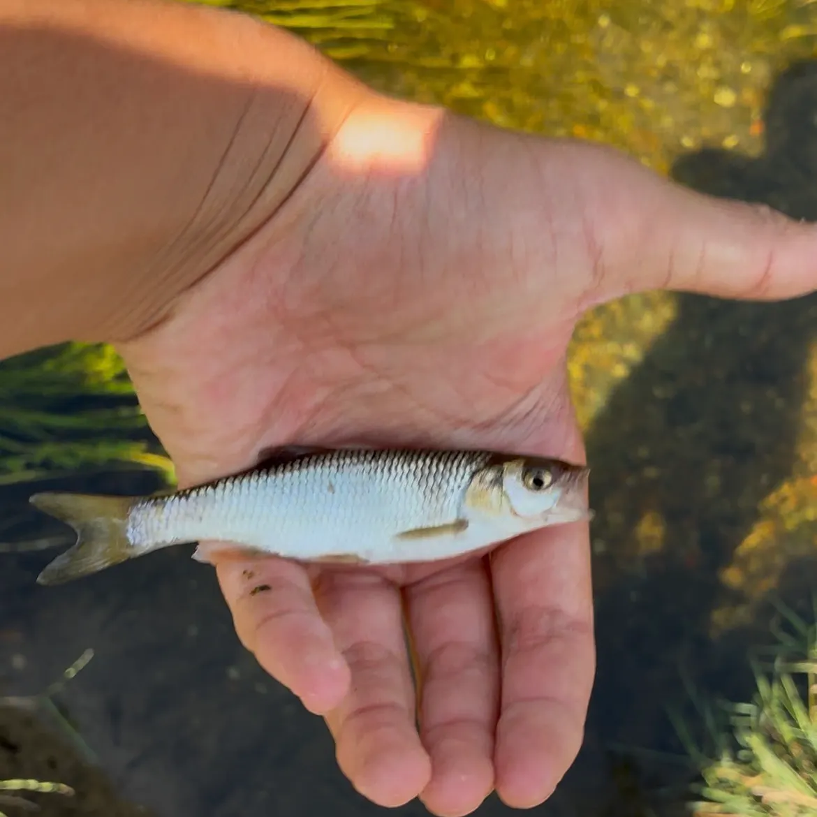 Common dace caught on Fishbrain