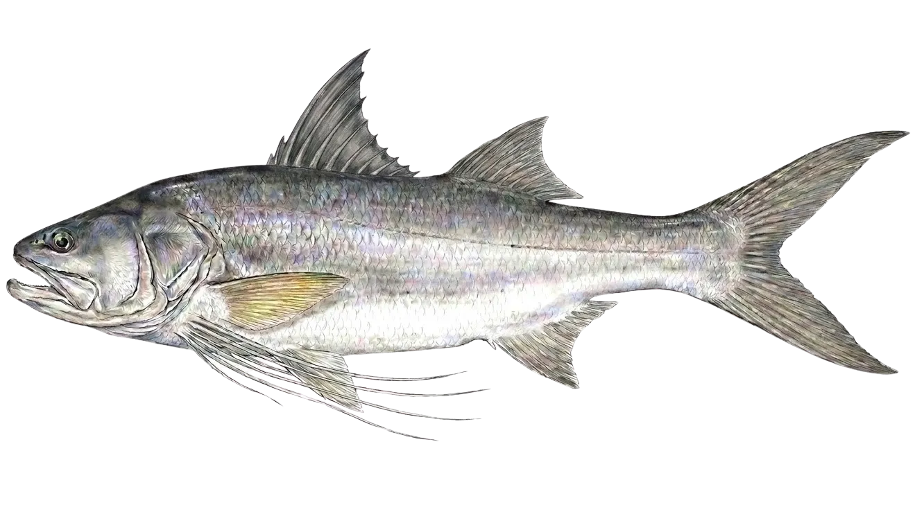King threadfin