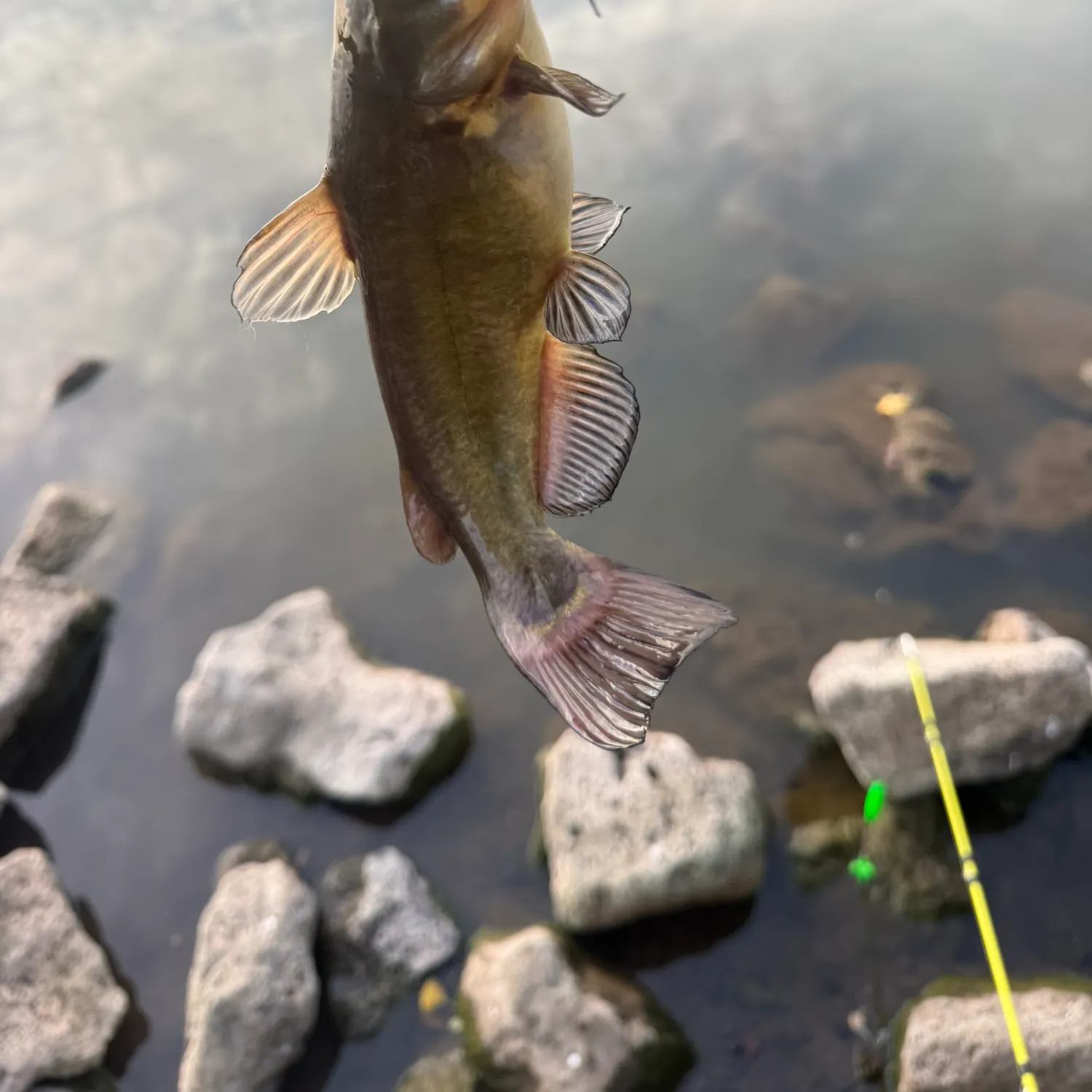 Yellow bullhead caught on Fishbrain