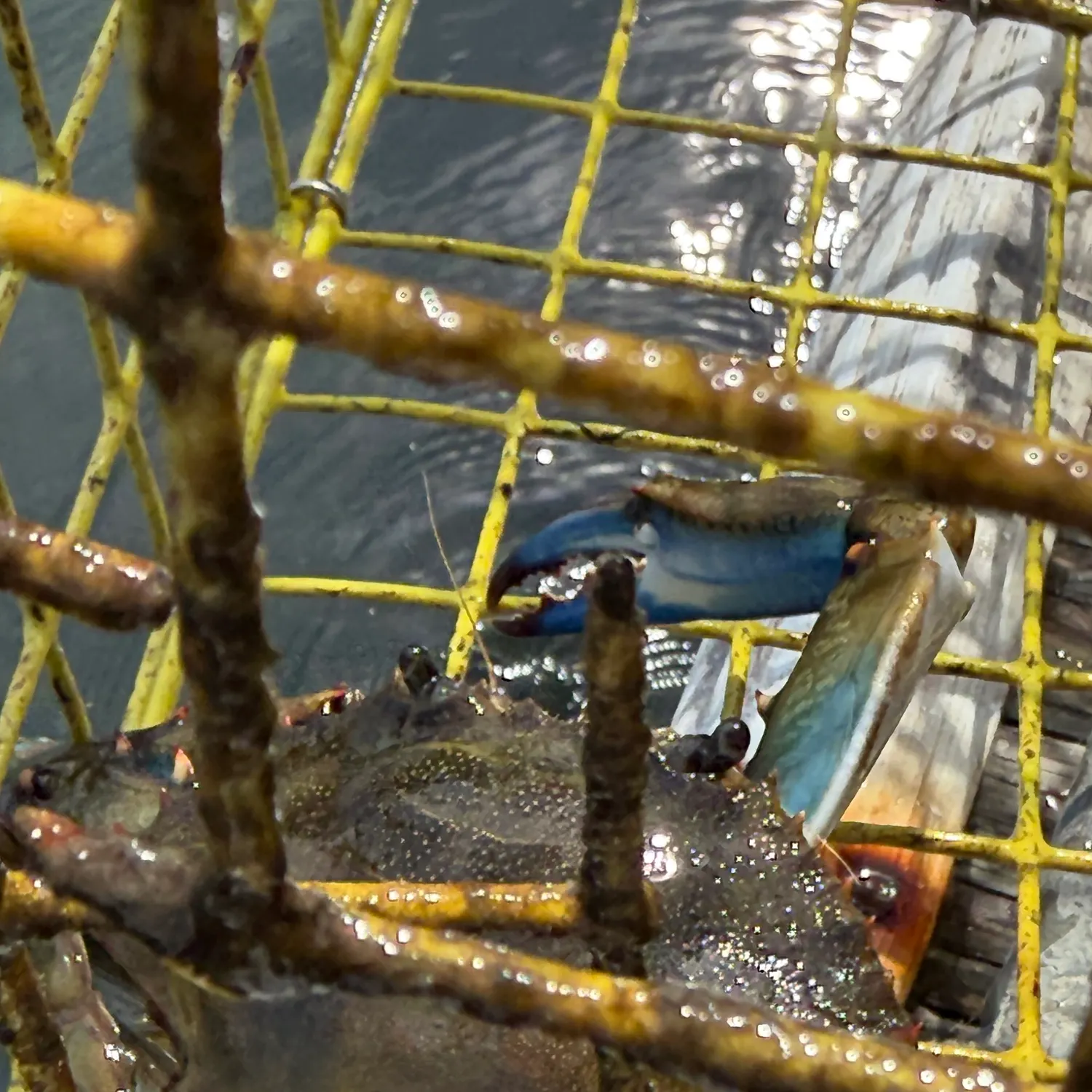 Fish caught on Fishbrain