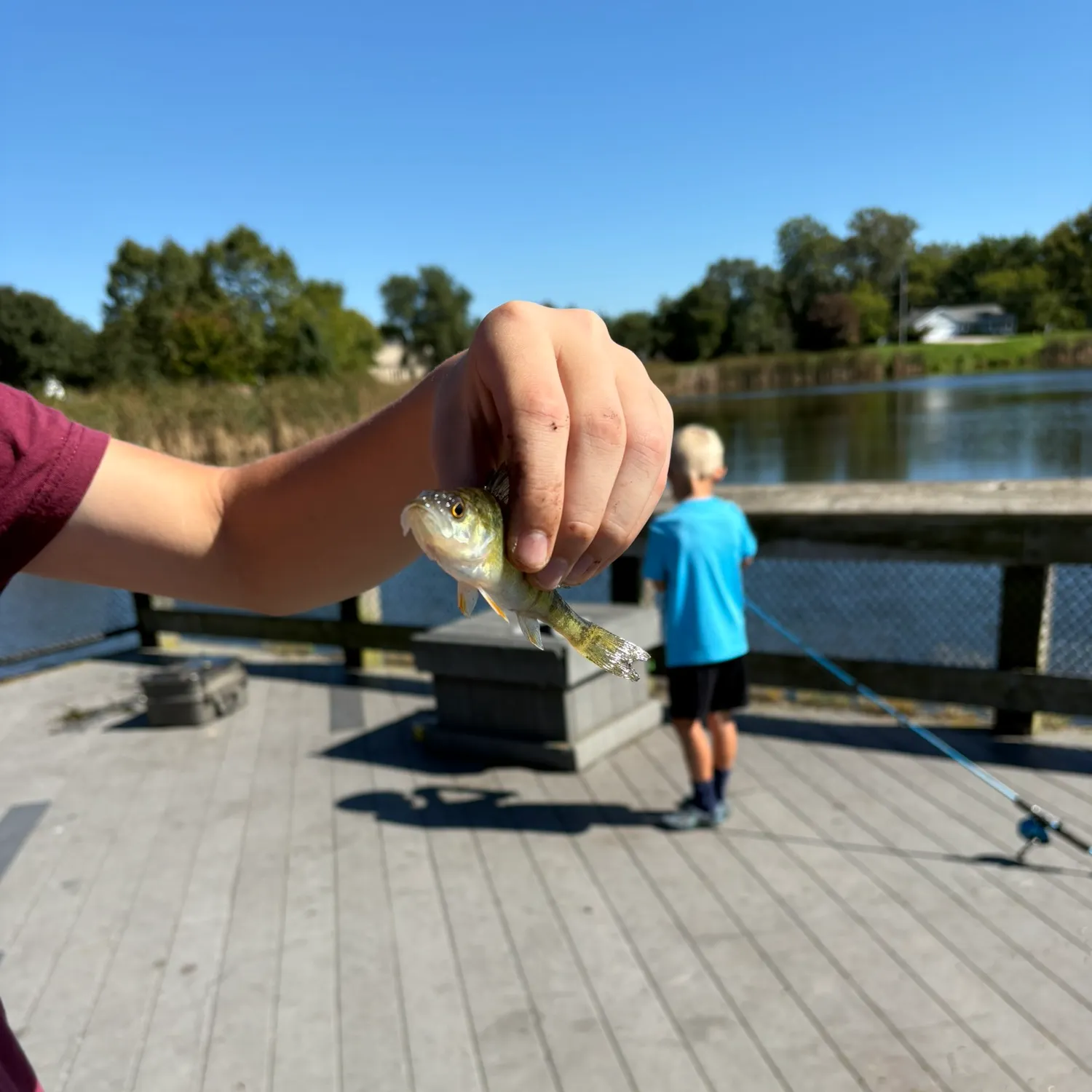 Yellow perch caught on Fishbrain