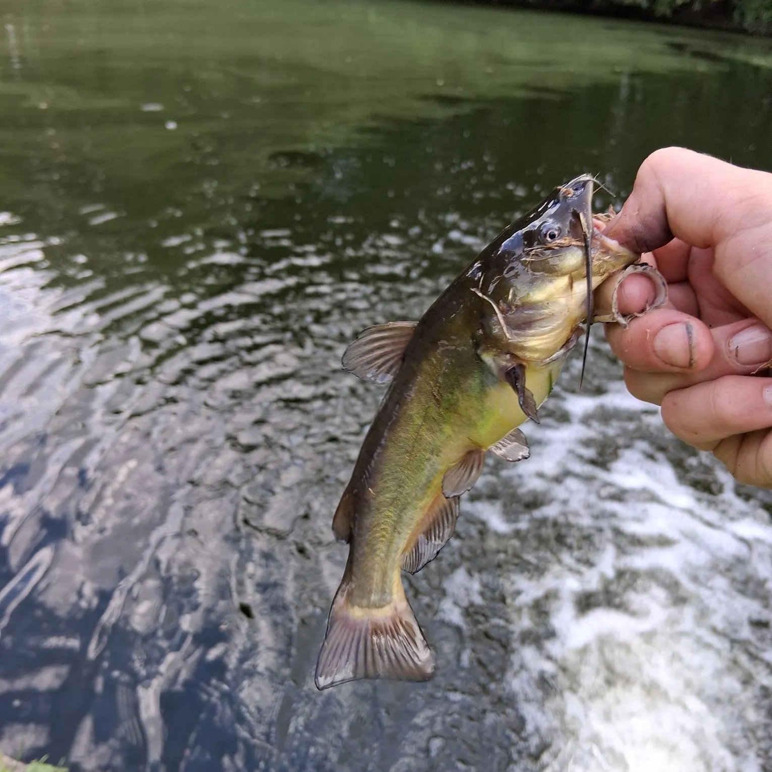 Black bullhead caught on Fishbrain