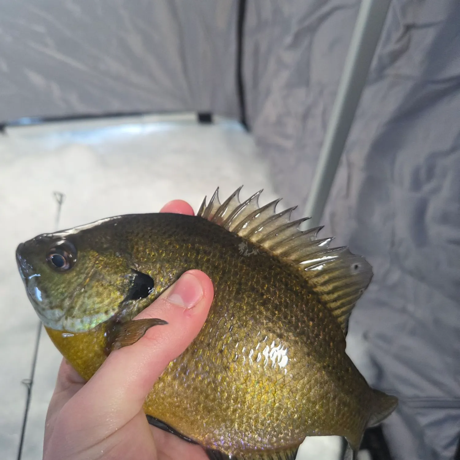 The most recent Bluegill catches on Fishbrain