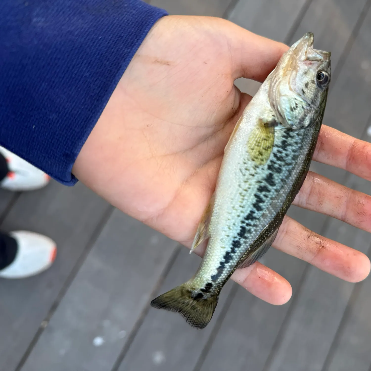The most recent Meanmouth bass catches on Fishbrain
