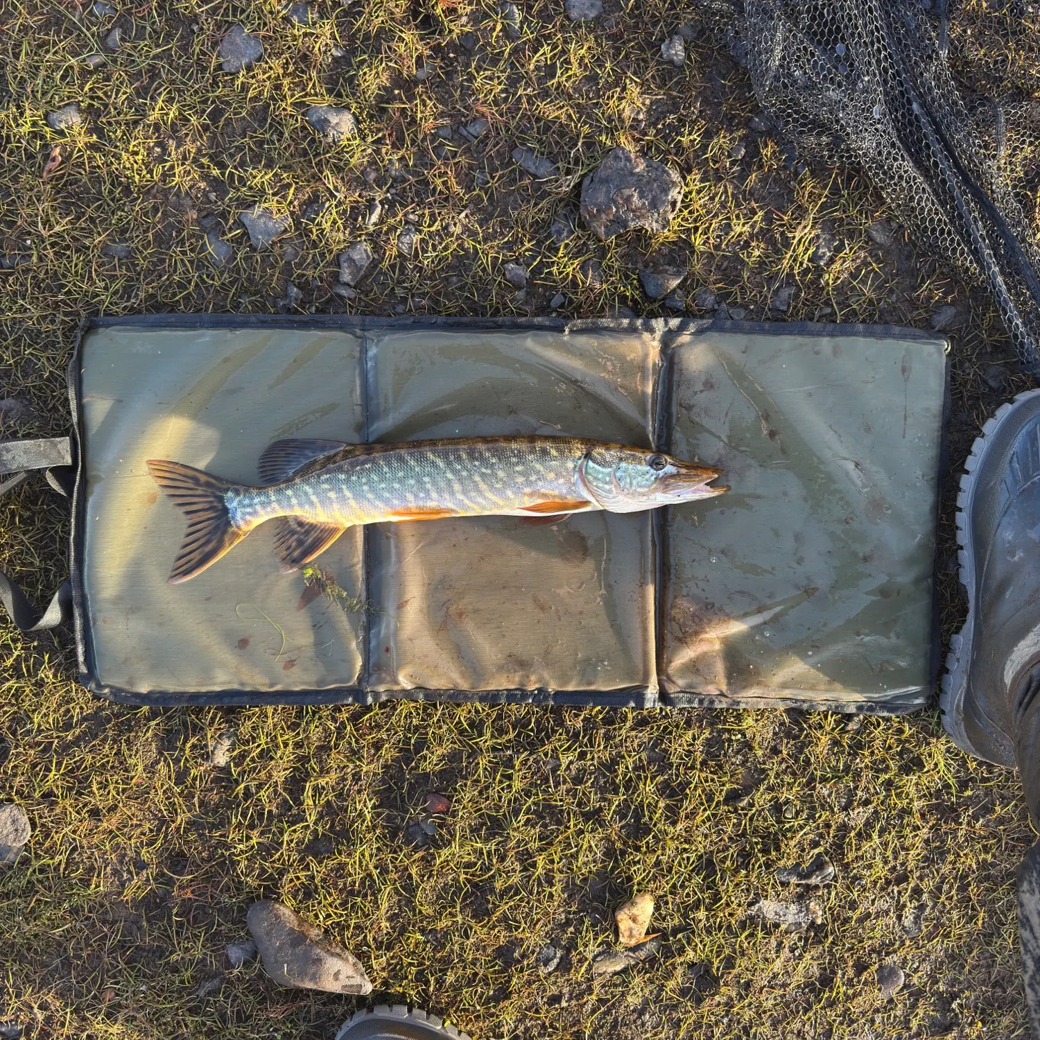 Northern pike caught on Fishbrain