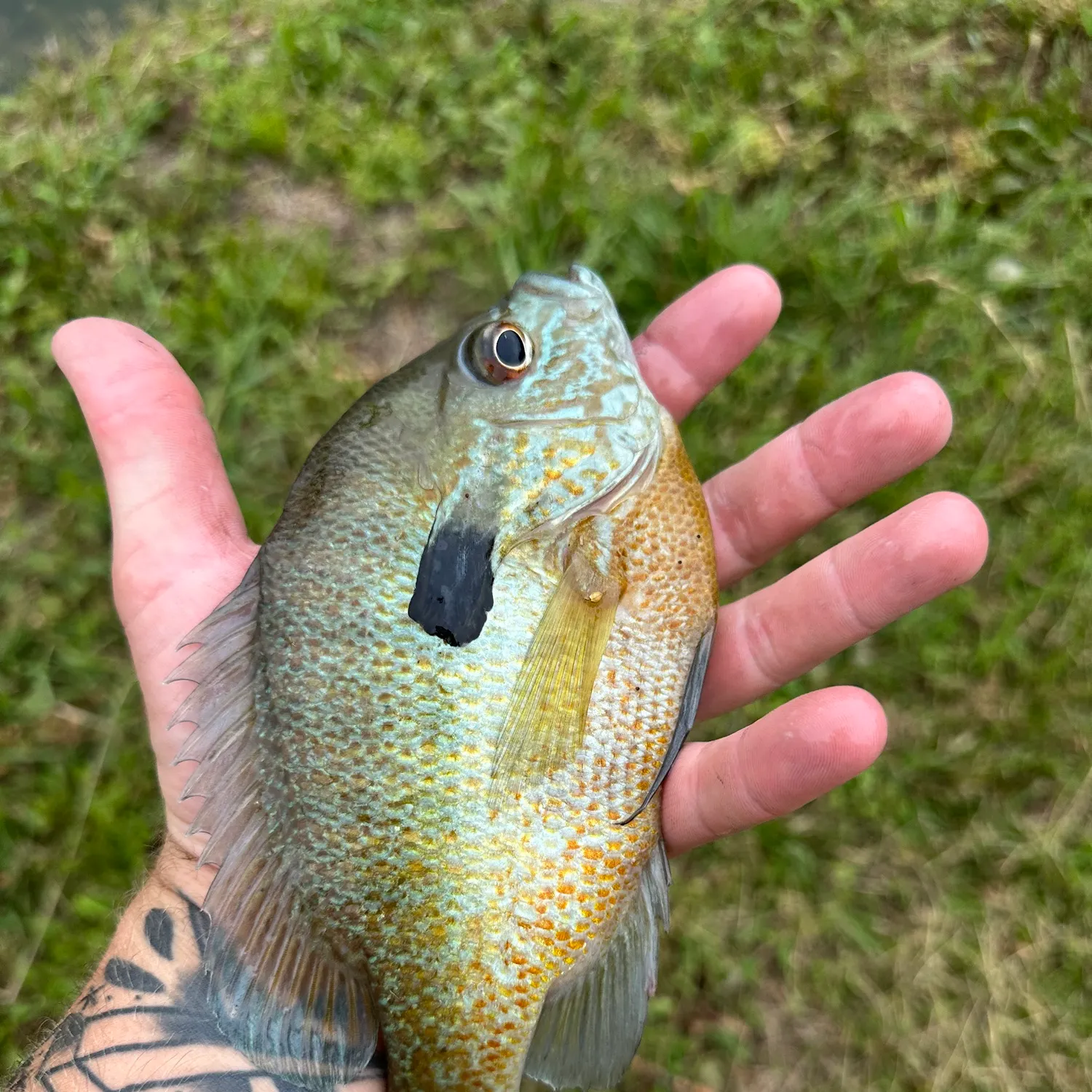 The most recent Redbreast sunfish catches on Fishbrain