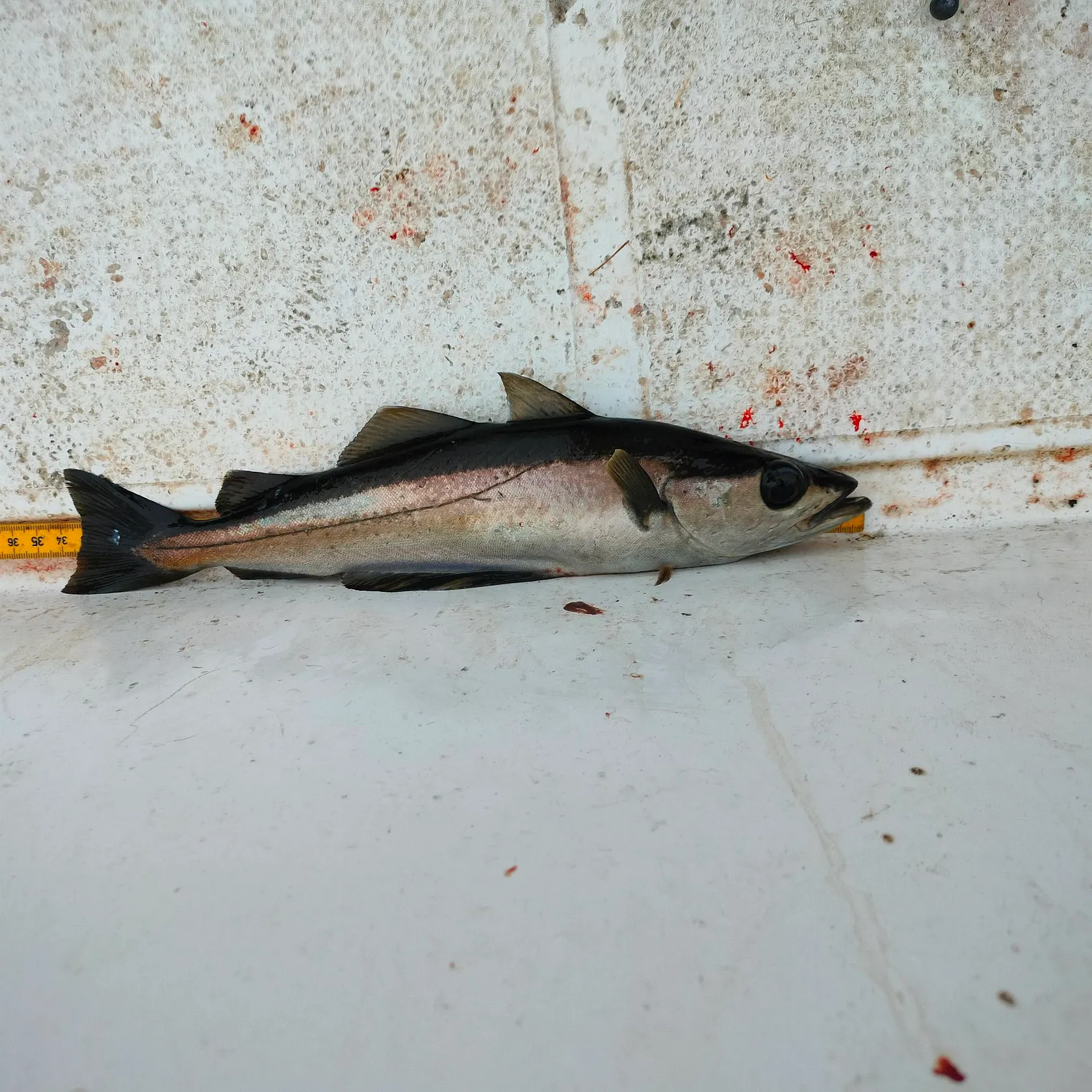 Pollack caught on Fishbrain