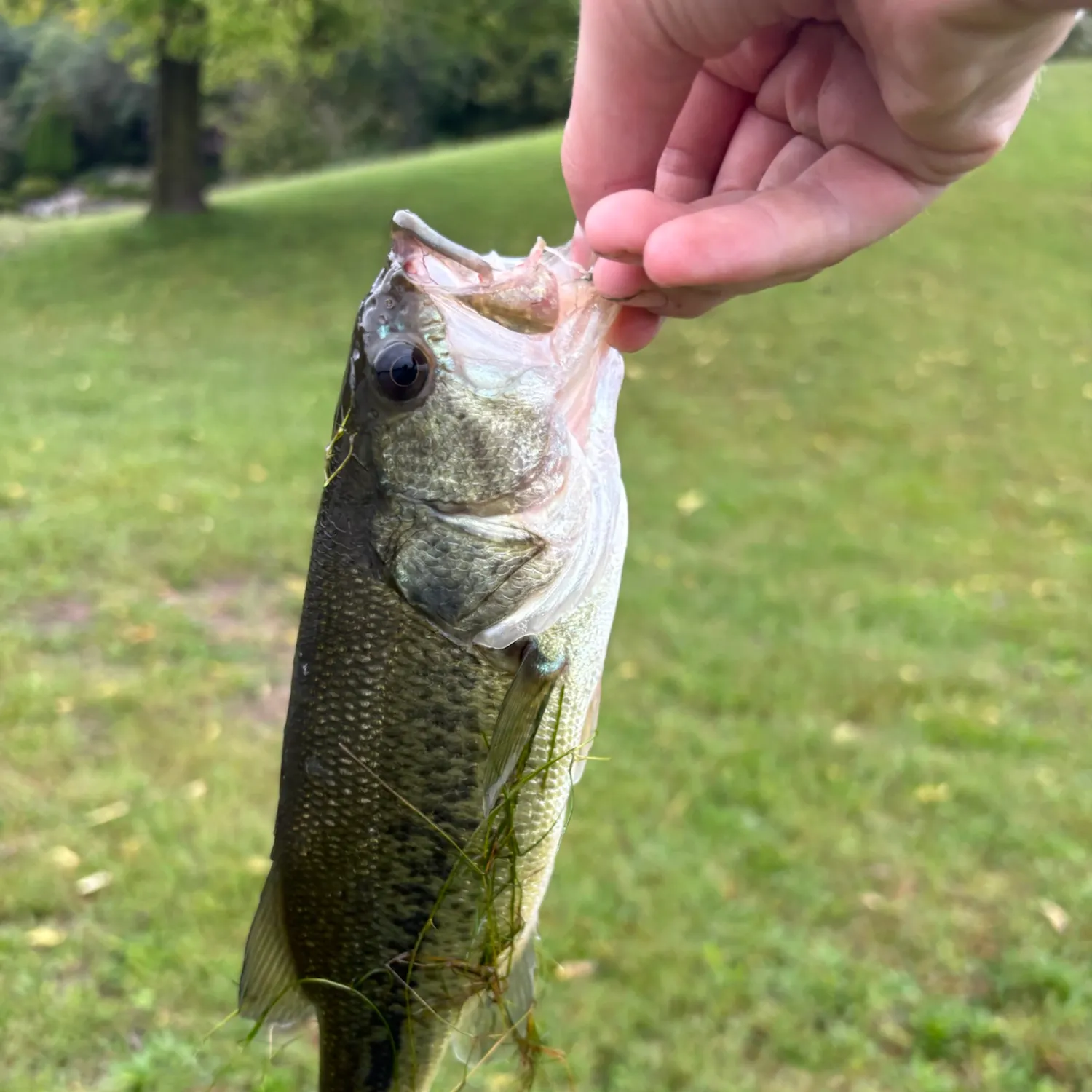 Fish caught on Fishbrain