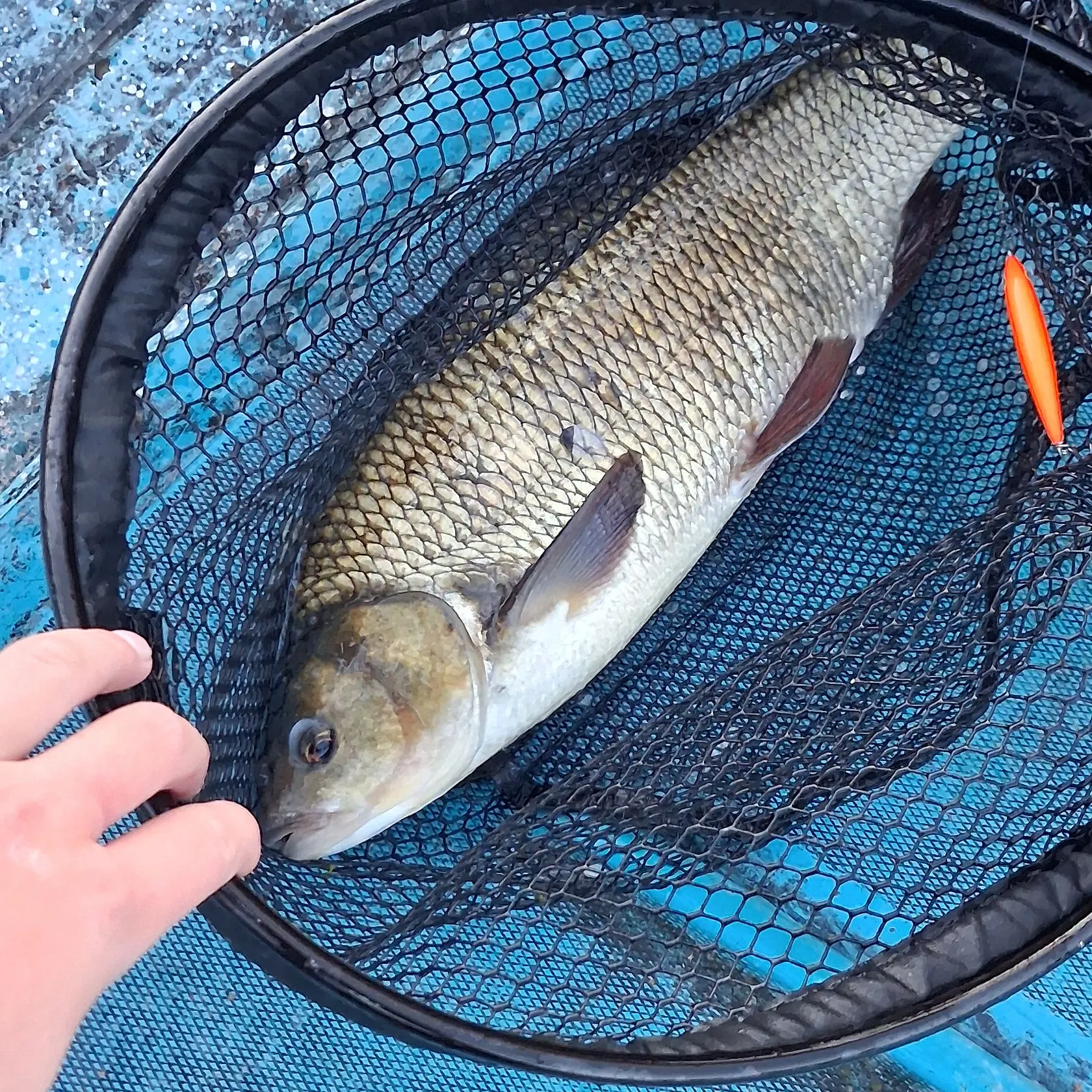 Fish caught on Fishbrain