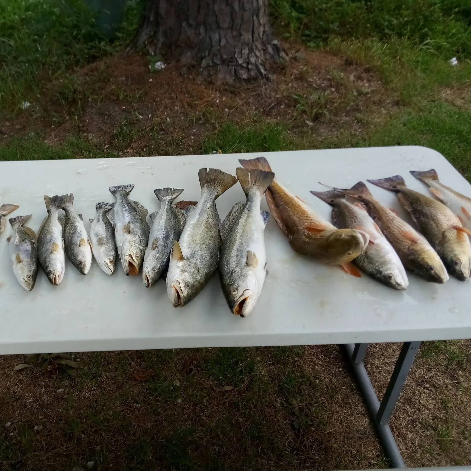 recently logged catches