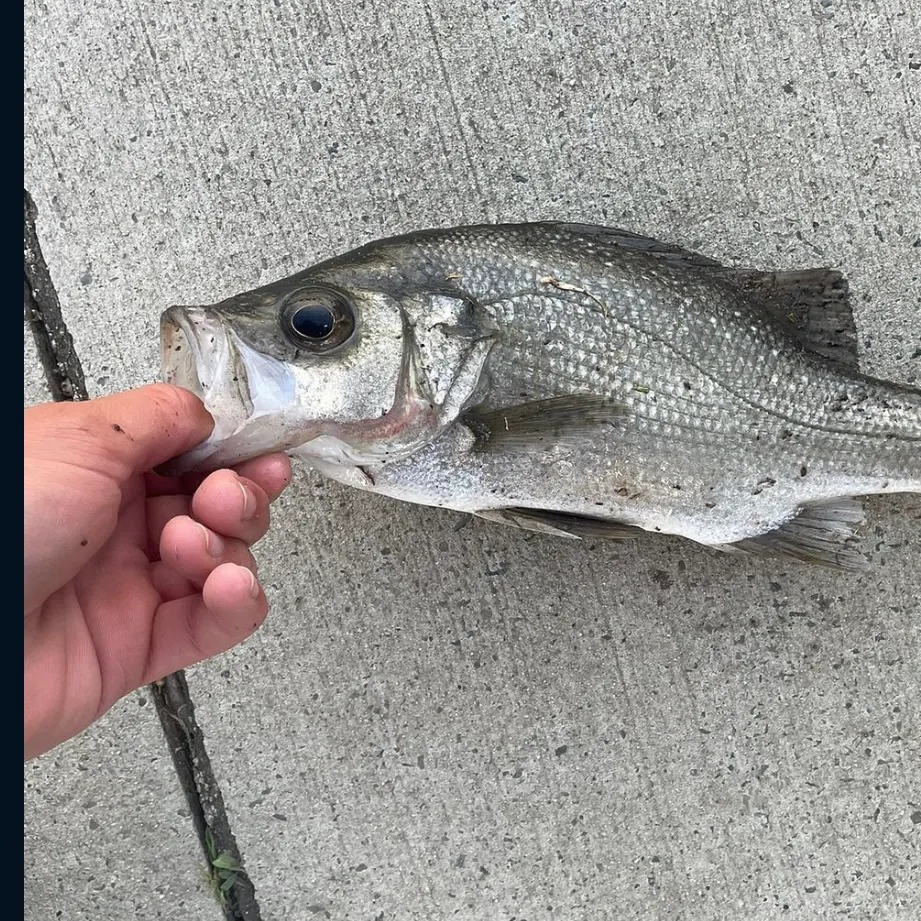 The most recent Estuary perch catches on Fishbrain