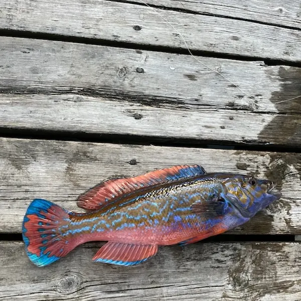 The most recent Cuckoo wrasse catches on Fishbrain