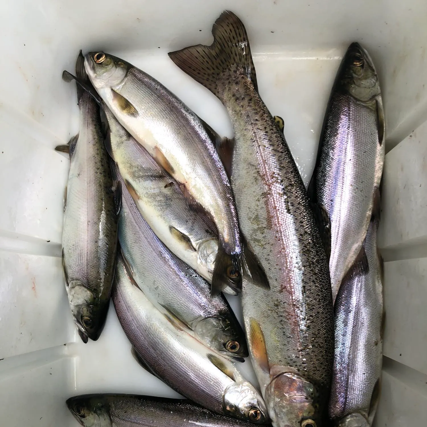 recently logged catches