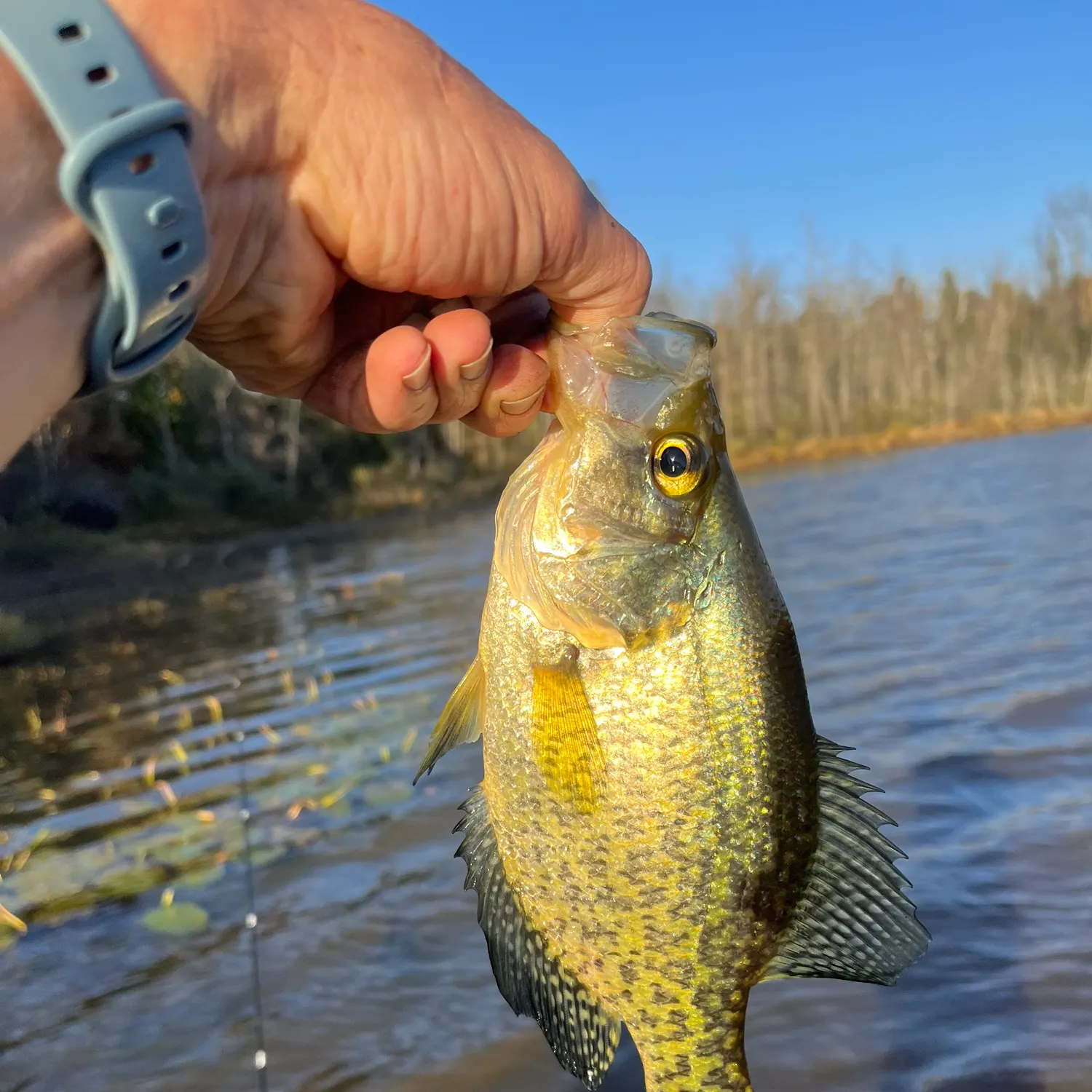 Black crappie caught on Fishbrain