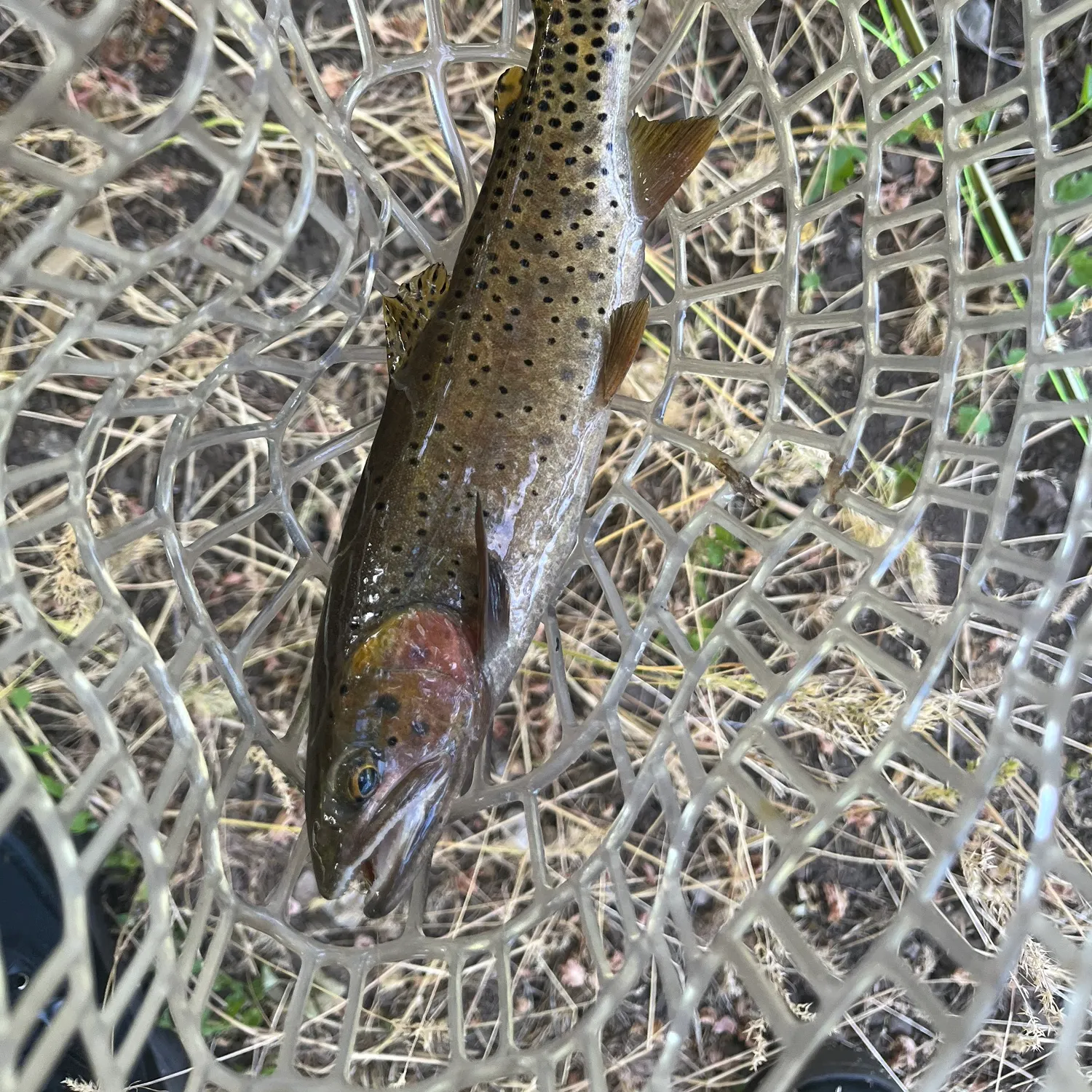 The most recent Bear River cutthroat trout catches on Fishbrain