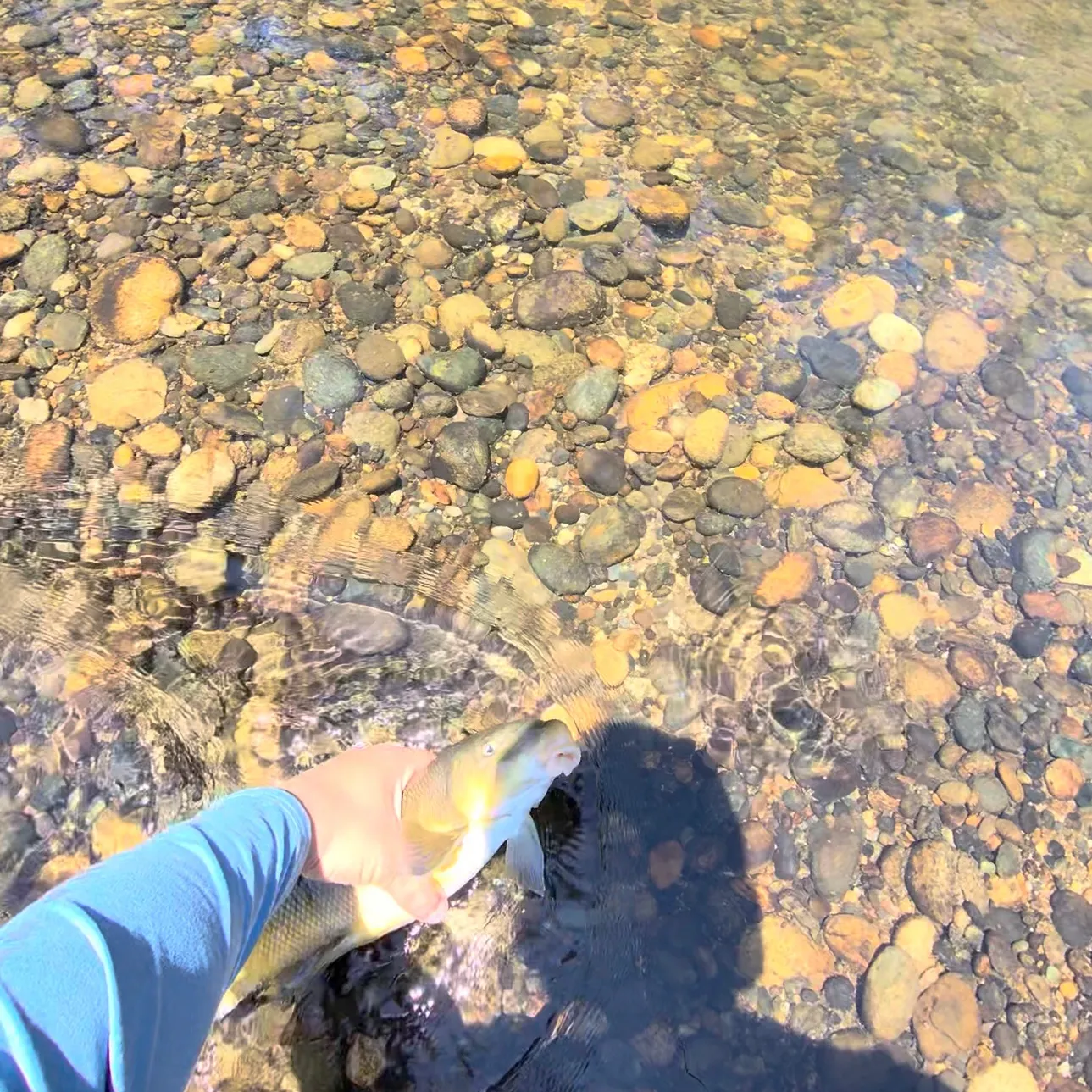 The most recent Northern hogsucker catches on Fishbrain