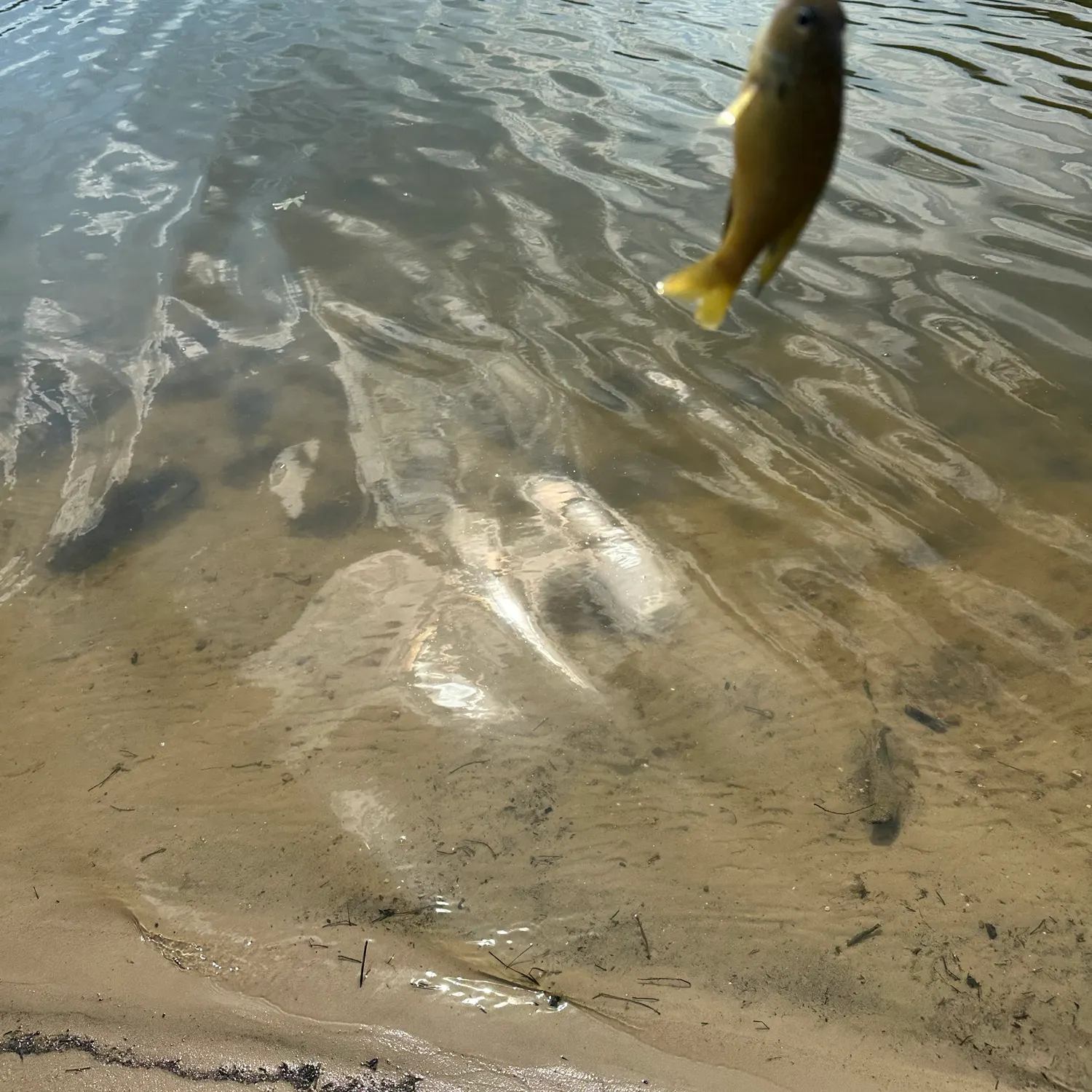 Green sunfish caught on Fishbrain