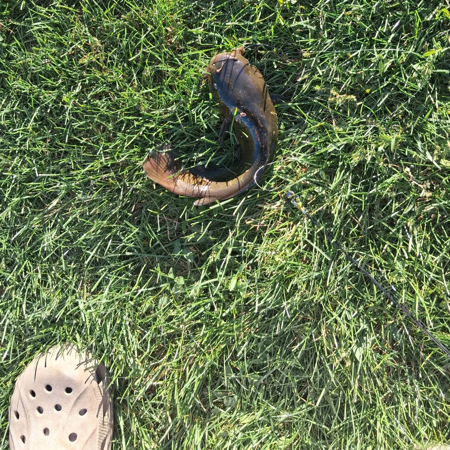 Yellow bullhead caught on Fishbrain