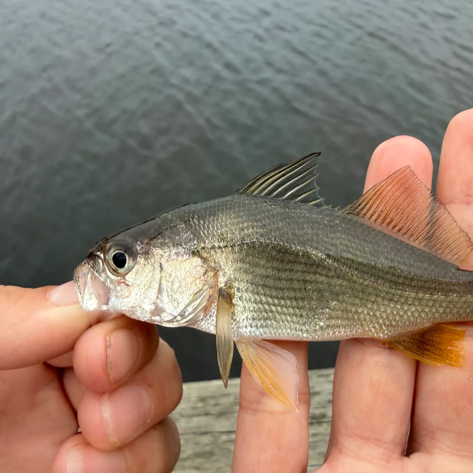 Silver perch caught on Fishbrain