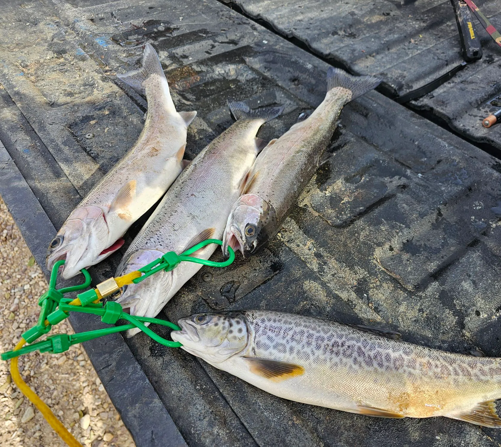 recently logged catches