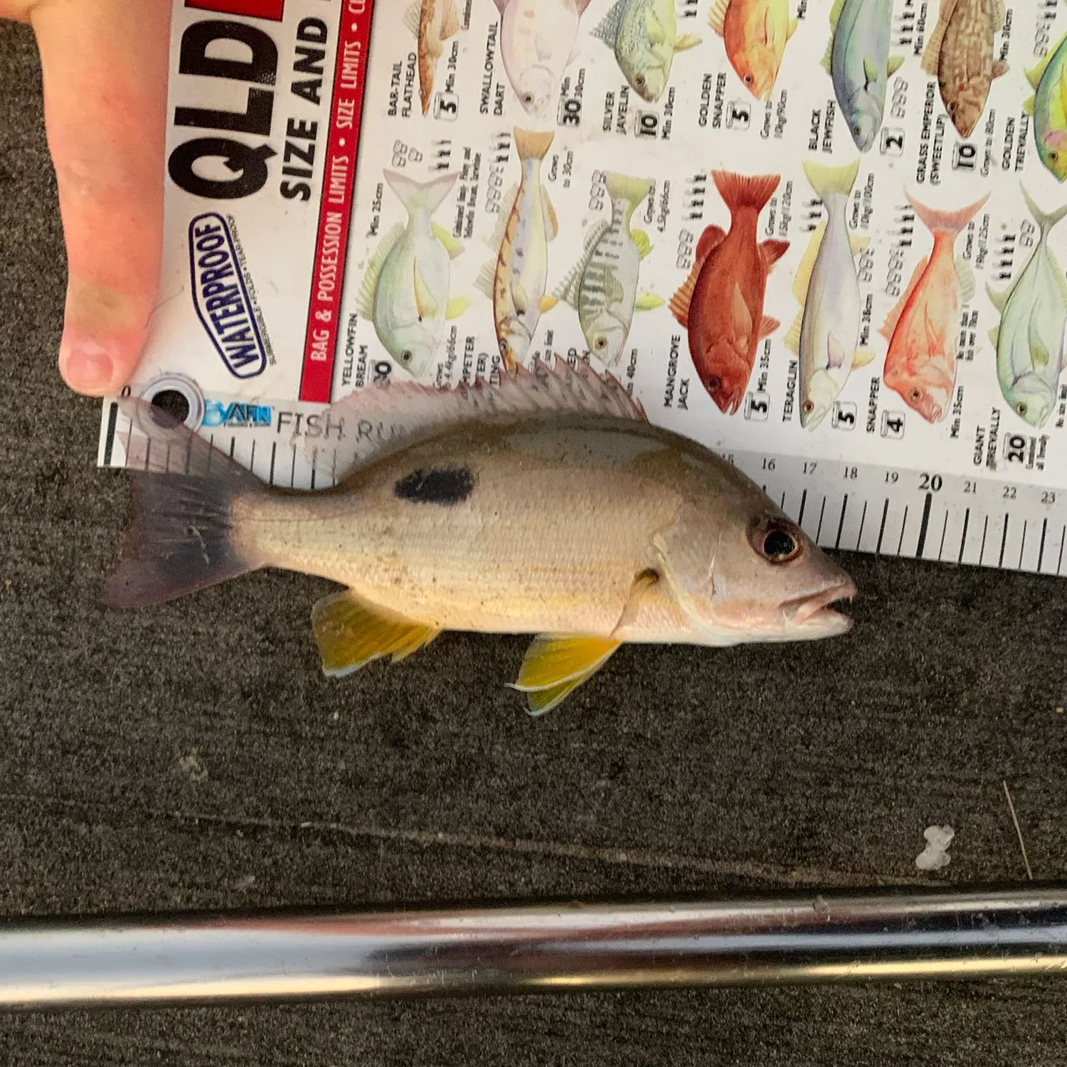 The most recent Moses perch catches on Fishbrain