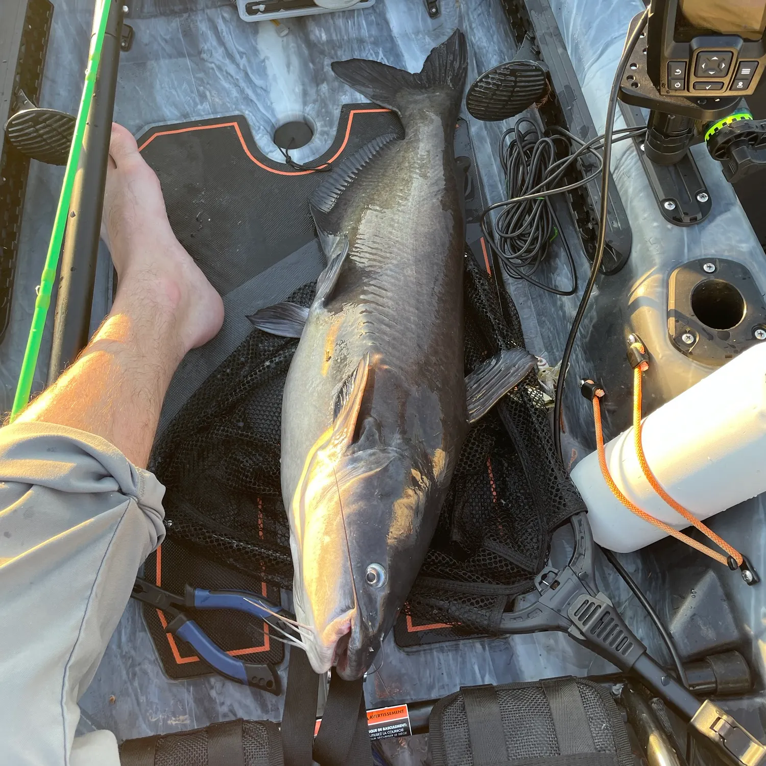 Channel catfish caught on Fishbrain