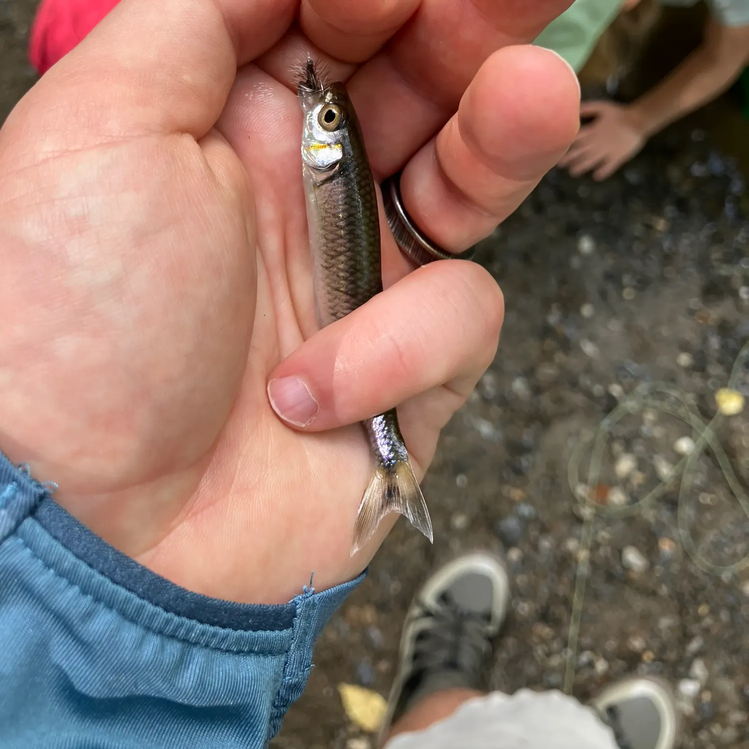 The most recent Warpaint shiner catches on Fishbrain
