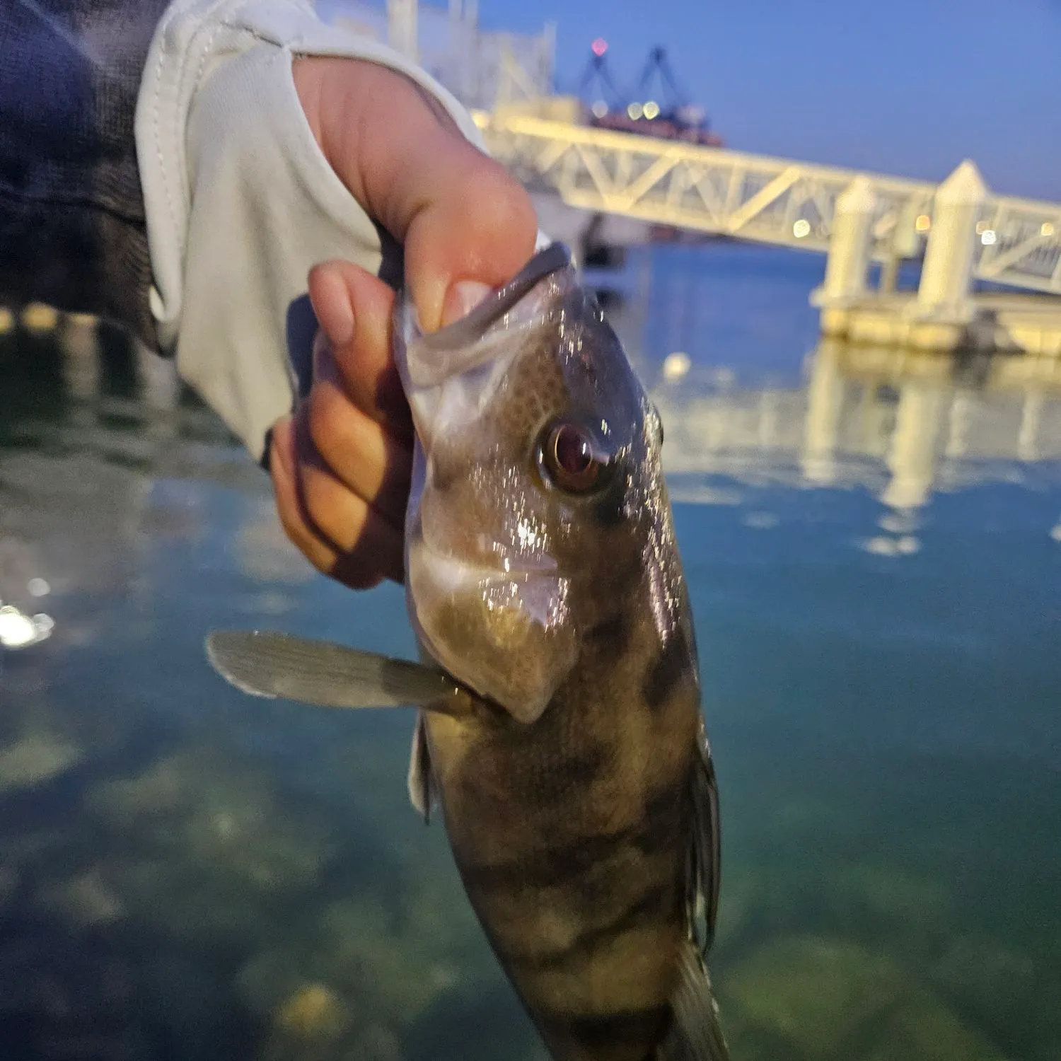 The most recent Barred sand bass catches on Fishbrain