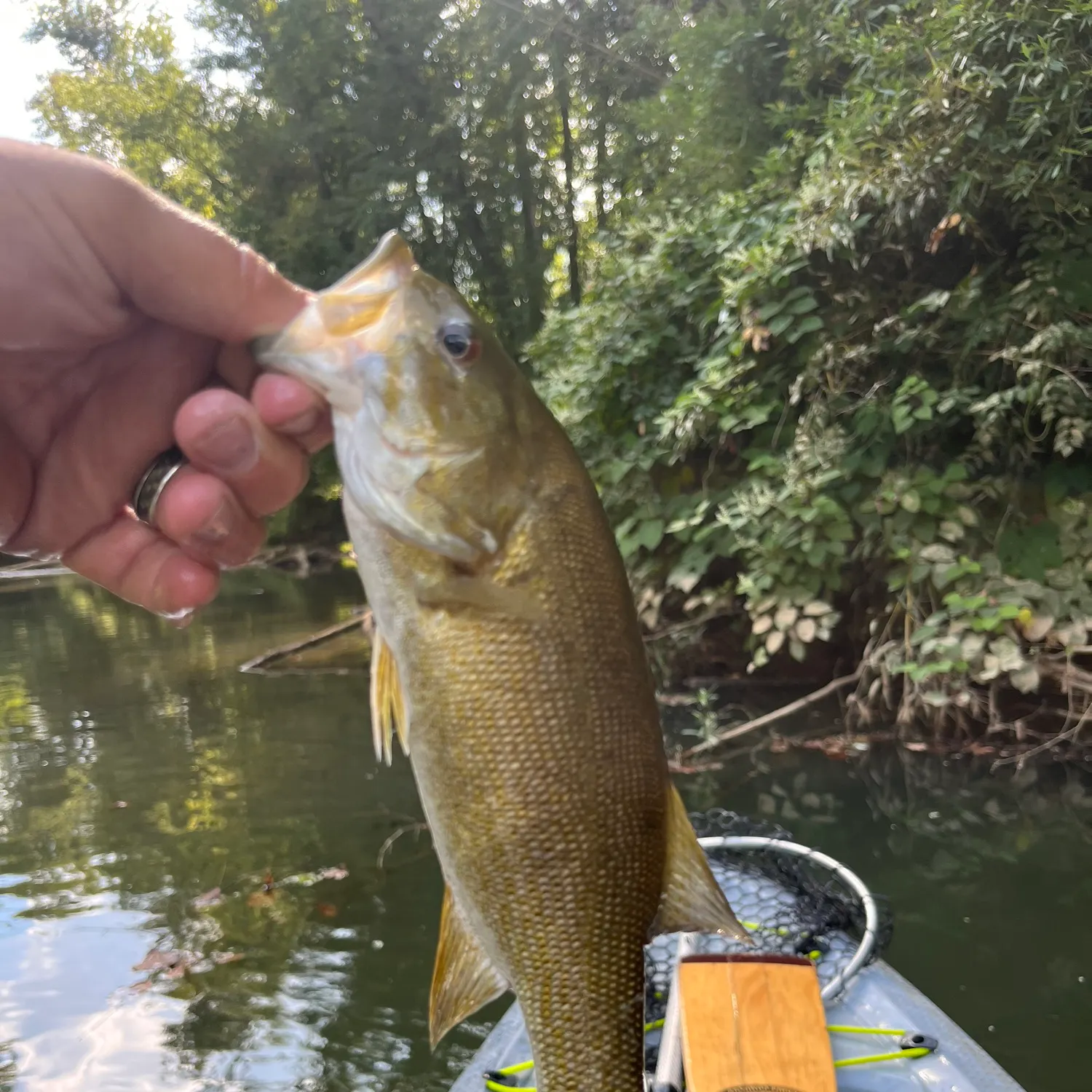 Smallmouth bass caught on Fishbrain