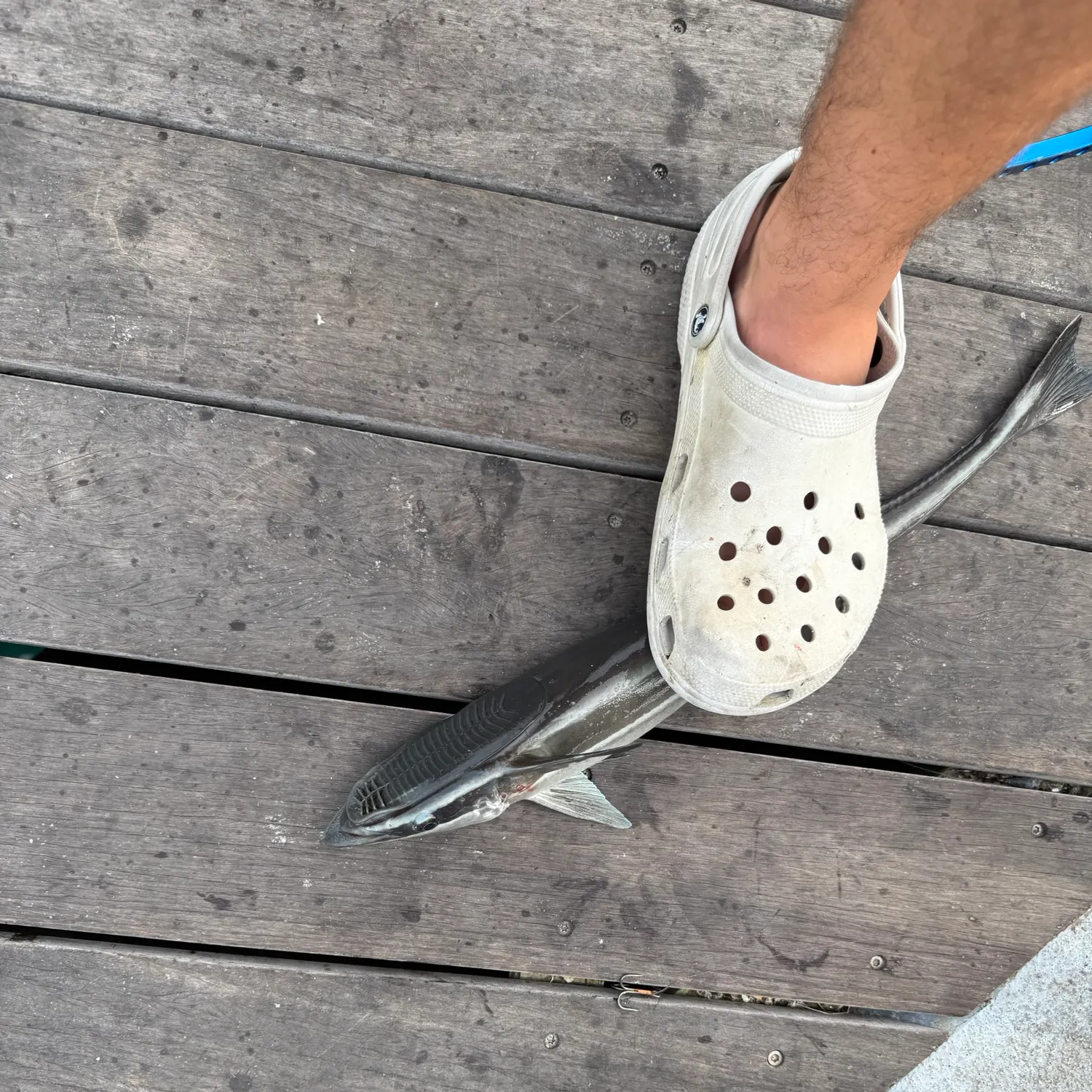 The most recent Common remora catches on Fishbrain