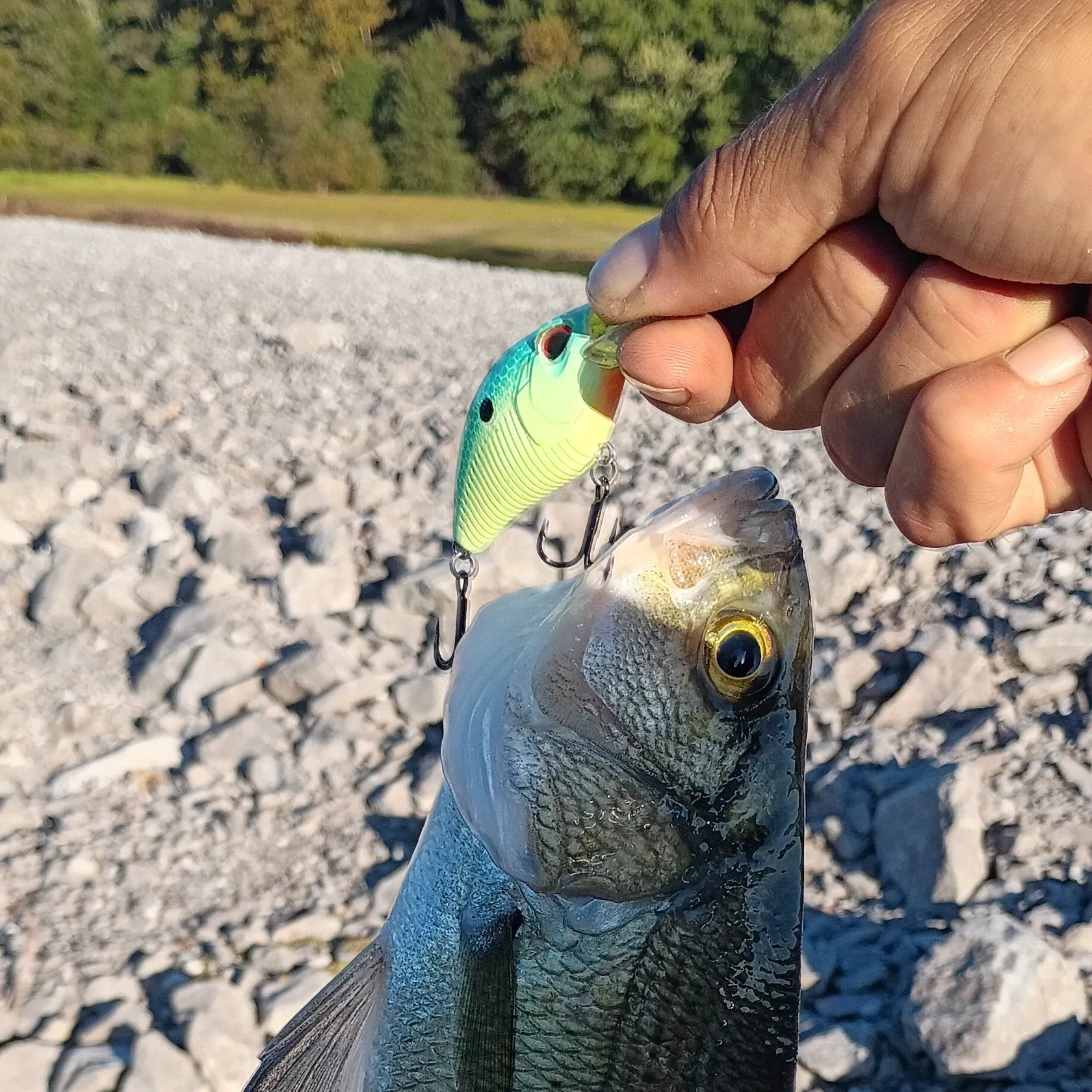 White bass caught on Fishbrain