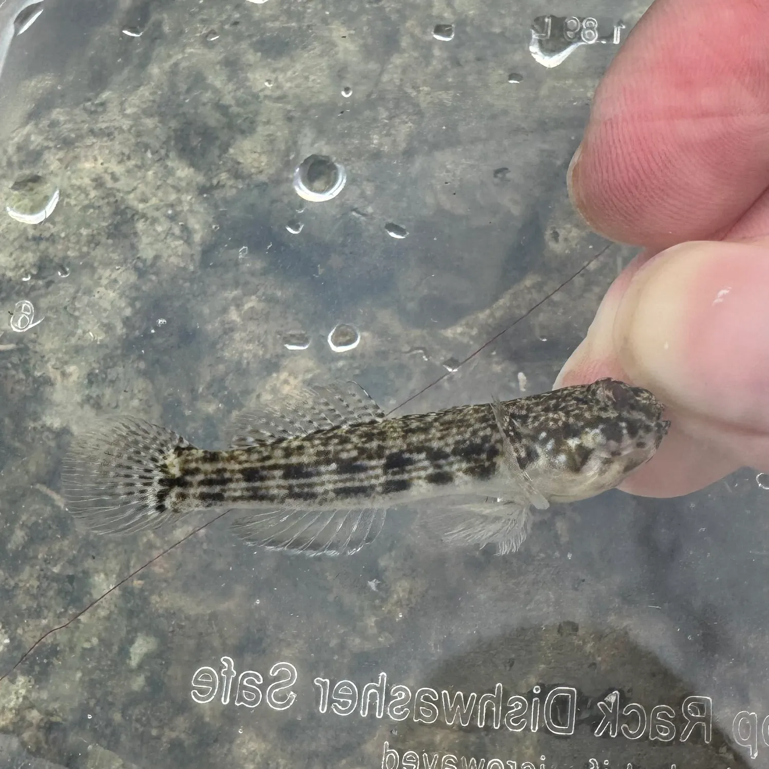 The most recent Twin-spotted frillfin goby catches on Fishbrain