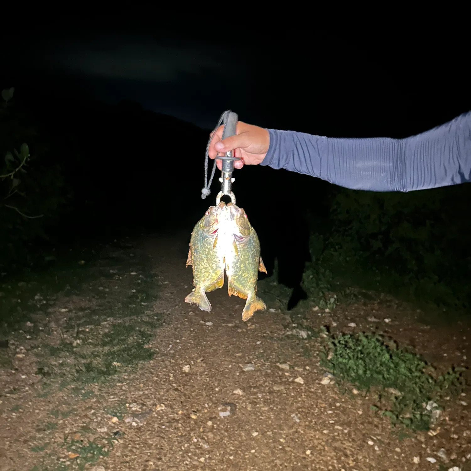 The most recent Redeye piranha catches on Fishbrain