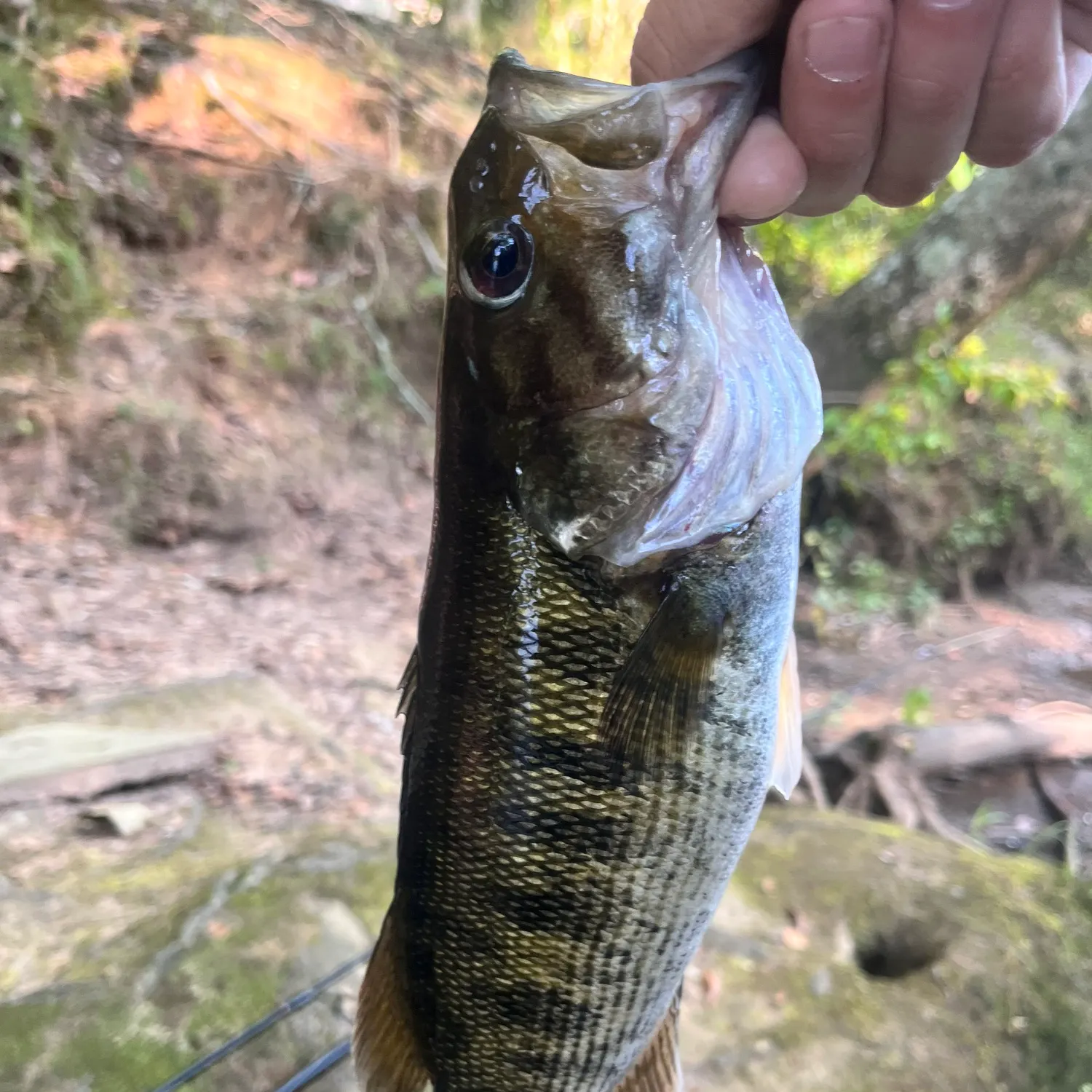 Redeye bass caught on Fishbrain