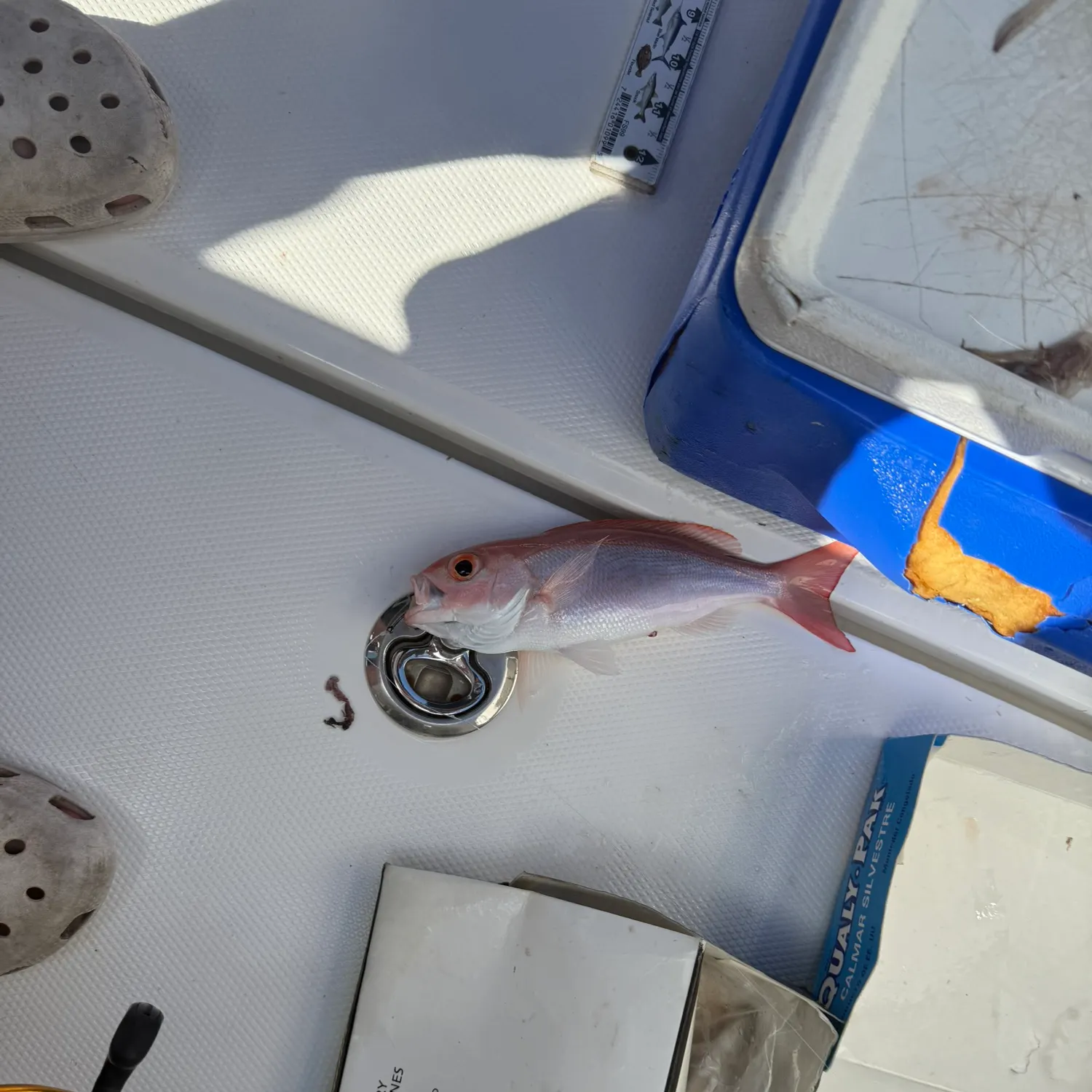 The most recent Vermilion snapper catches on Fishbrain