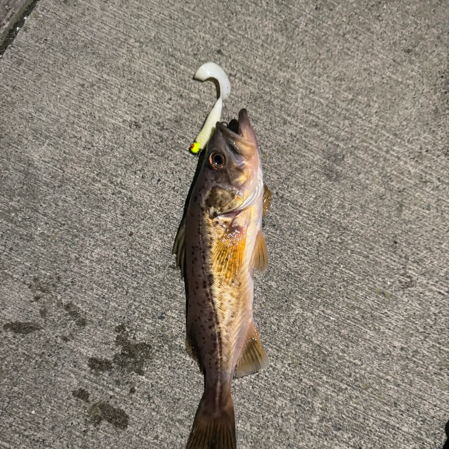 The most popular recent Yellowtail rockfish catch on Fishbrain