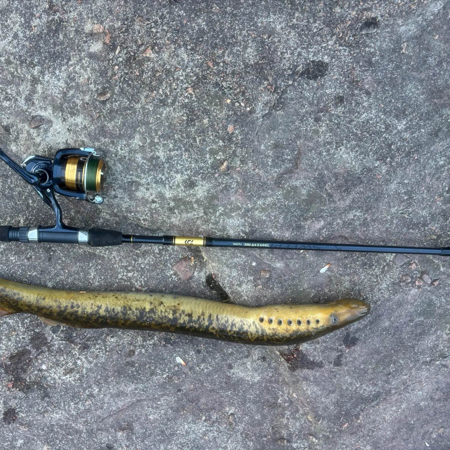 The most recent Sea lamprey catches on Fishbrain