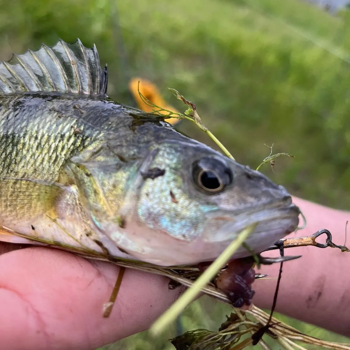 Yellow perch caught on Fishbrain