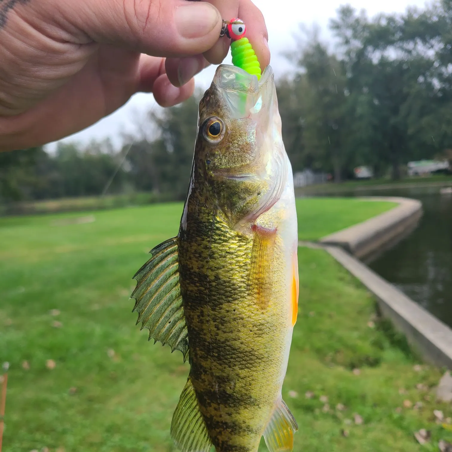 Yellow perch caught on Fishbrain