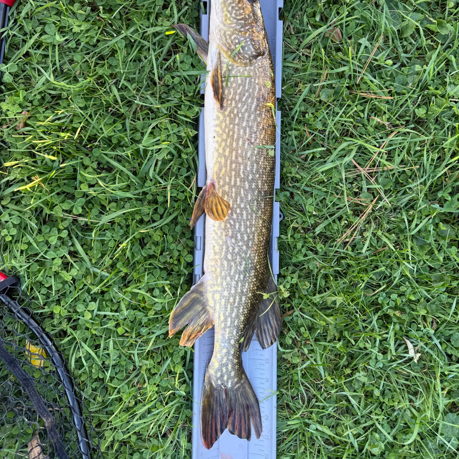 Northern pike caught on Fishbrain