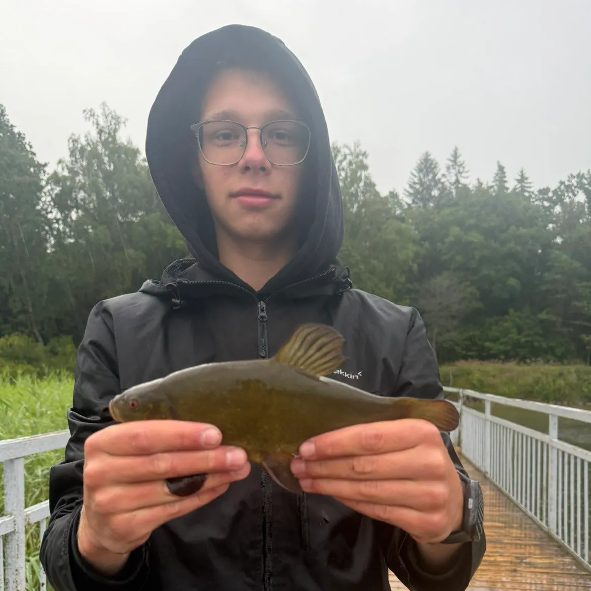 Tench caught on Fishbrain